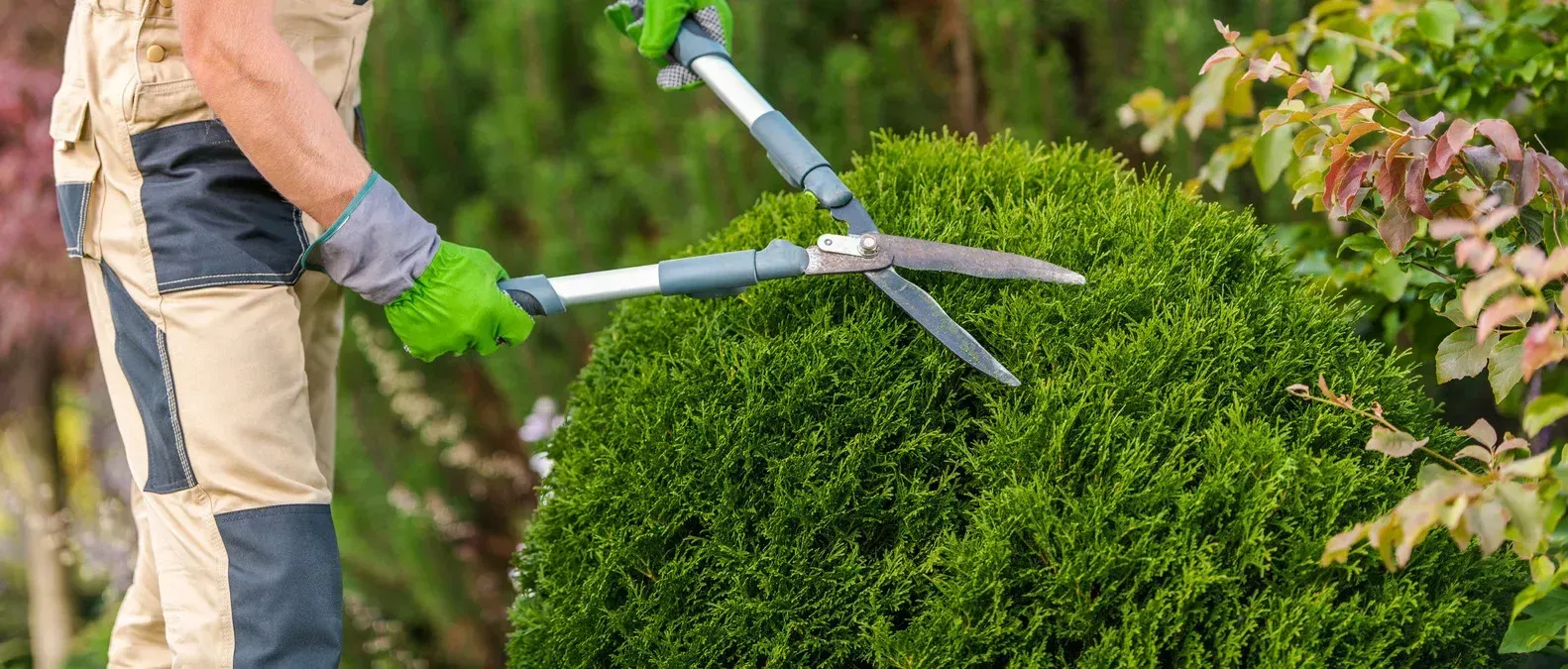 A man is cutting a bush with a pair of scissors.