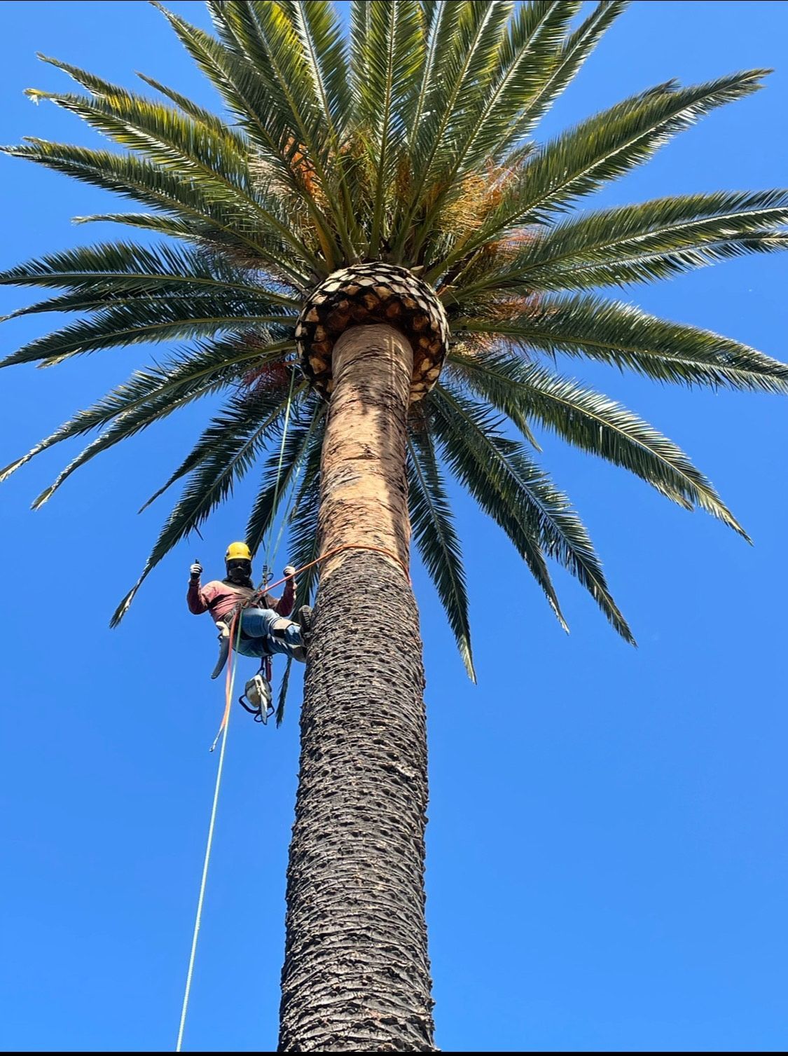 Residential street with tall palm trees