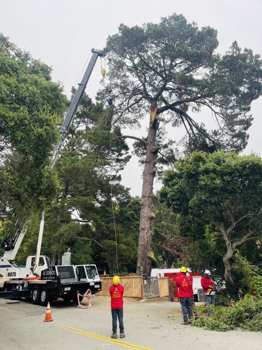 Lush green backyard with a tree in the center
