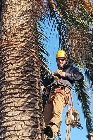 Arborist trimming a palm tree