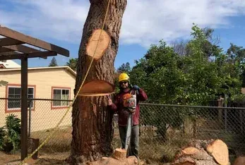 Arborist cutting tree trunk with a chainsaw