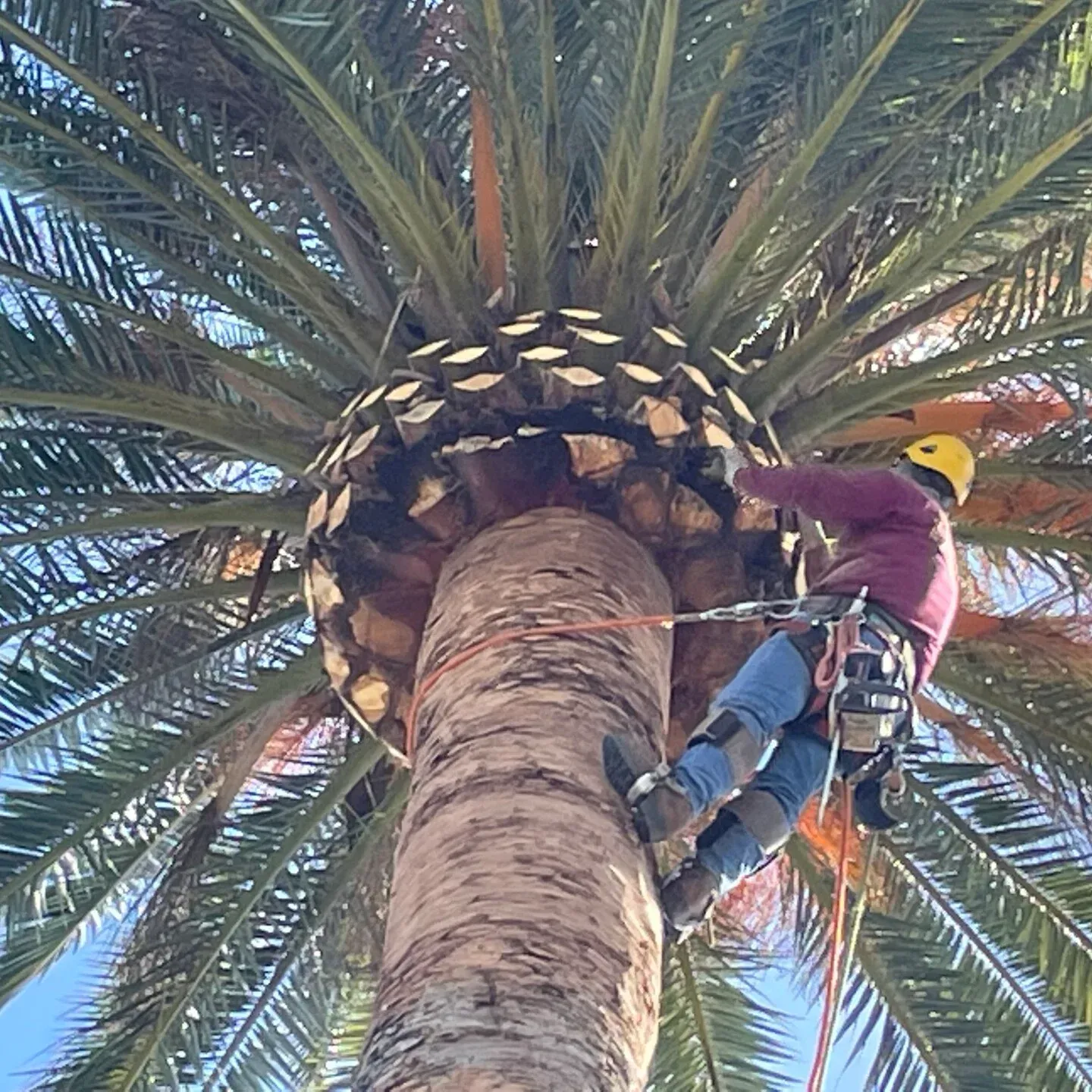 Arborist in harness trimming a tall palm tree