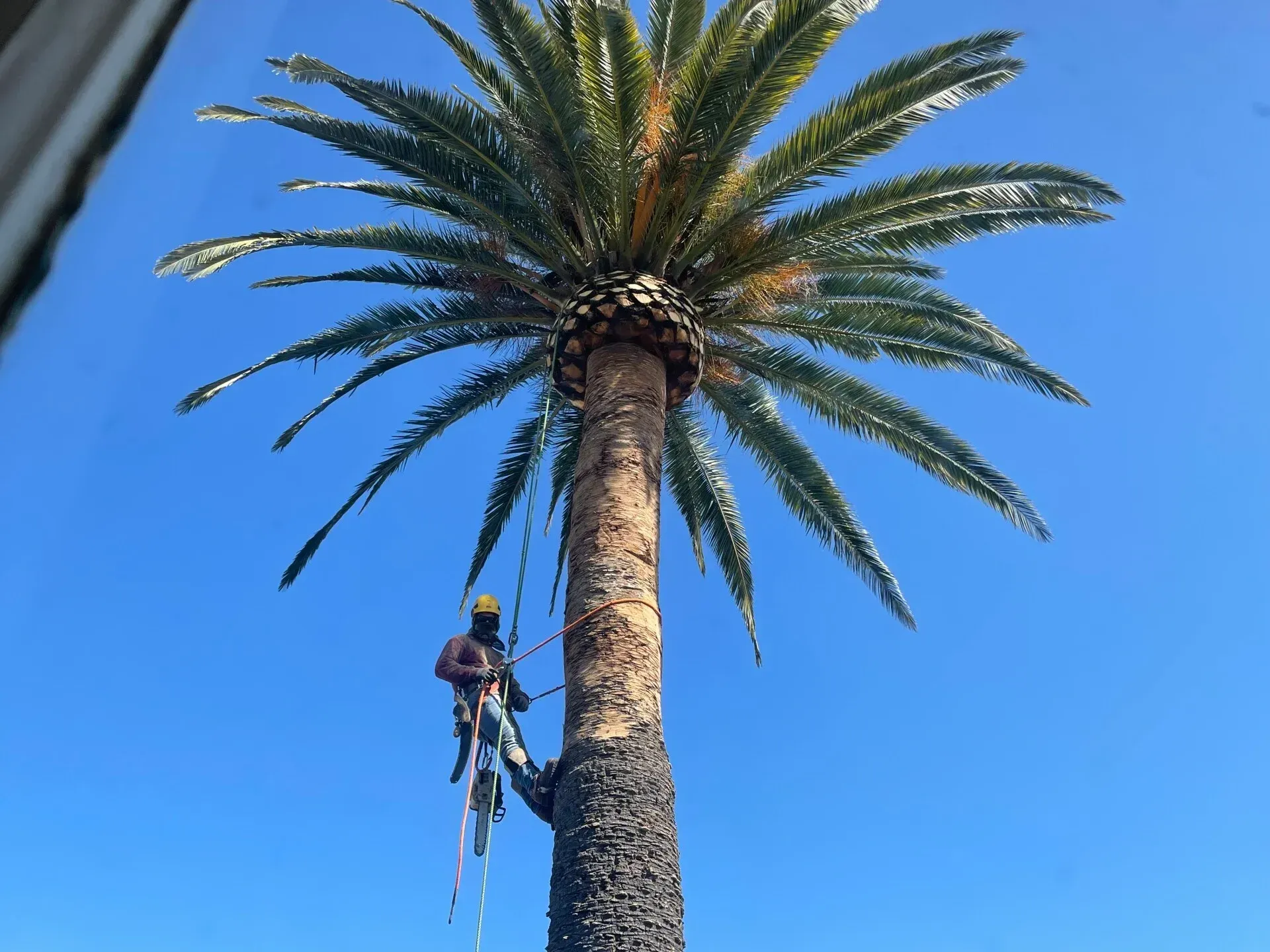 Man in safety gear trimming a tall palm tree