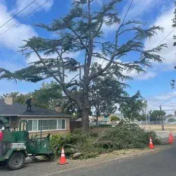 Tree trimming in progress
