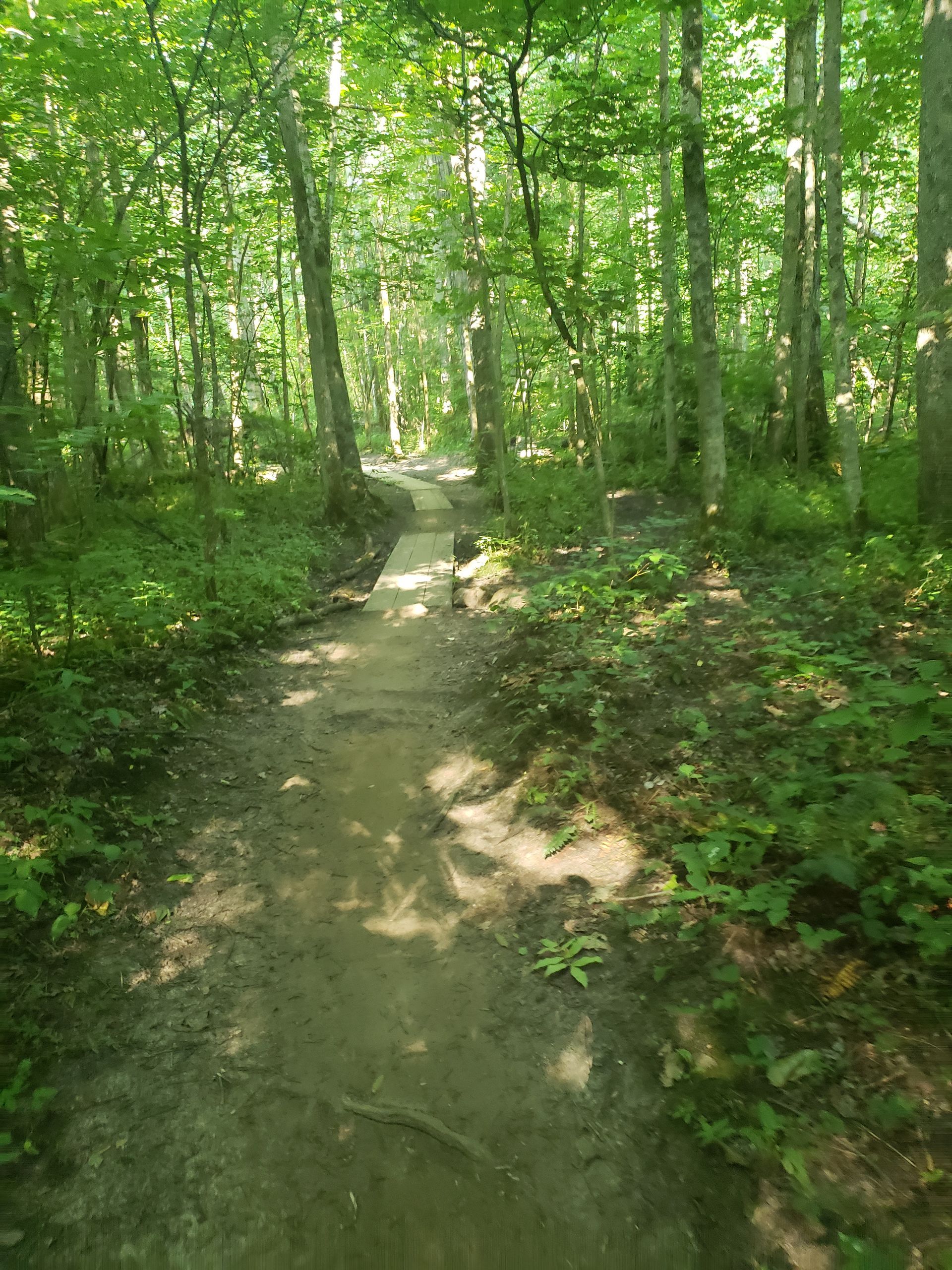 Narrow dirt trail winding through a sunlit green forest.