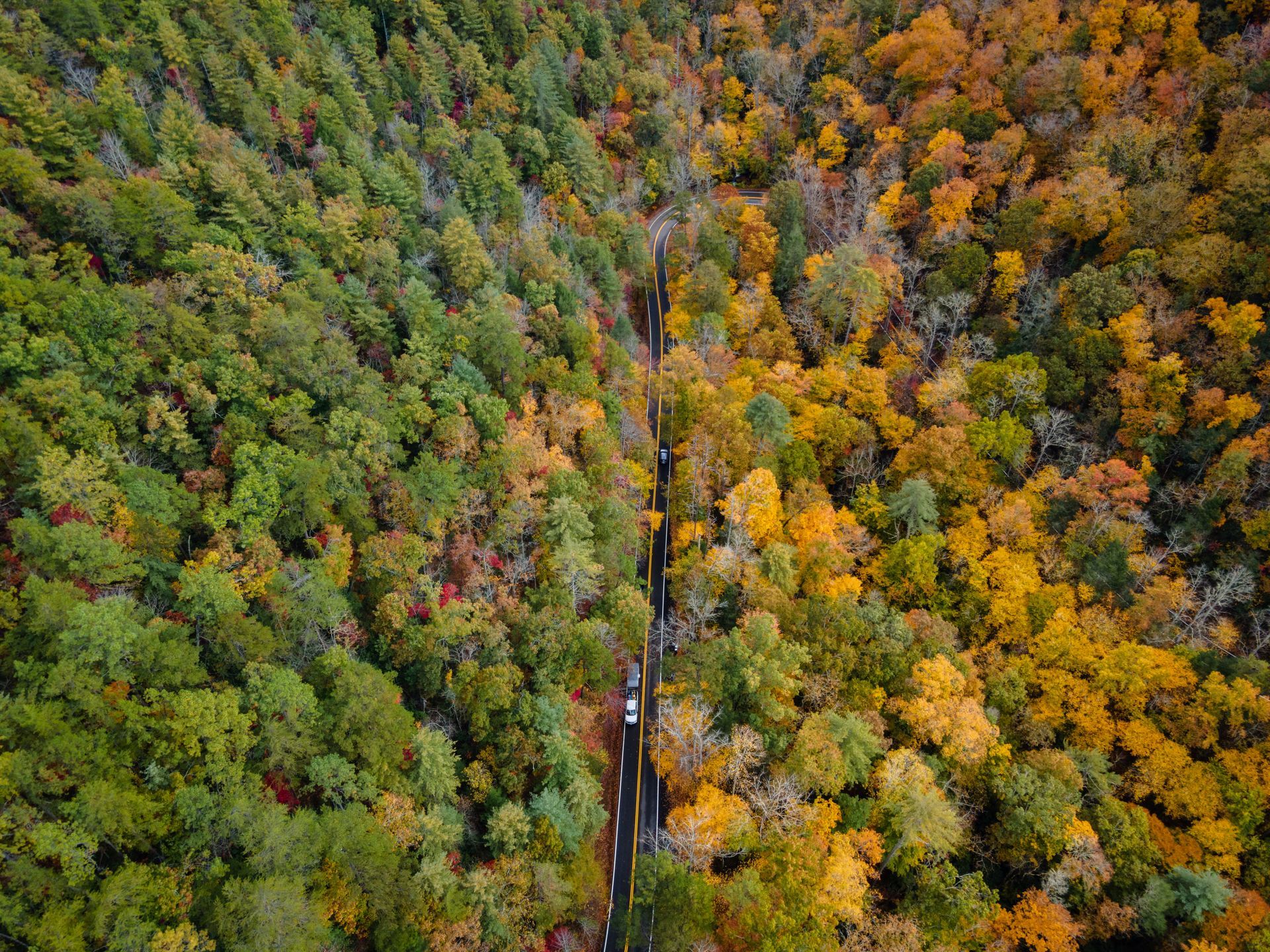 An aerial view of a road going through a lush green forest.