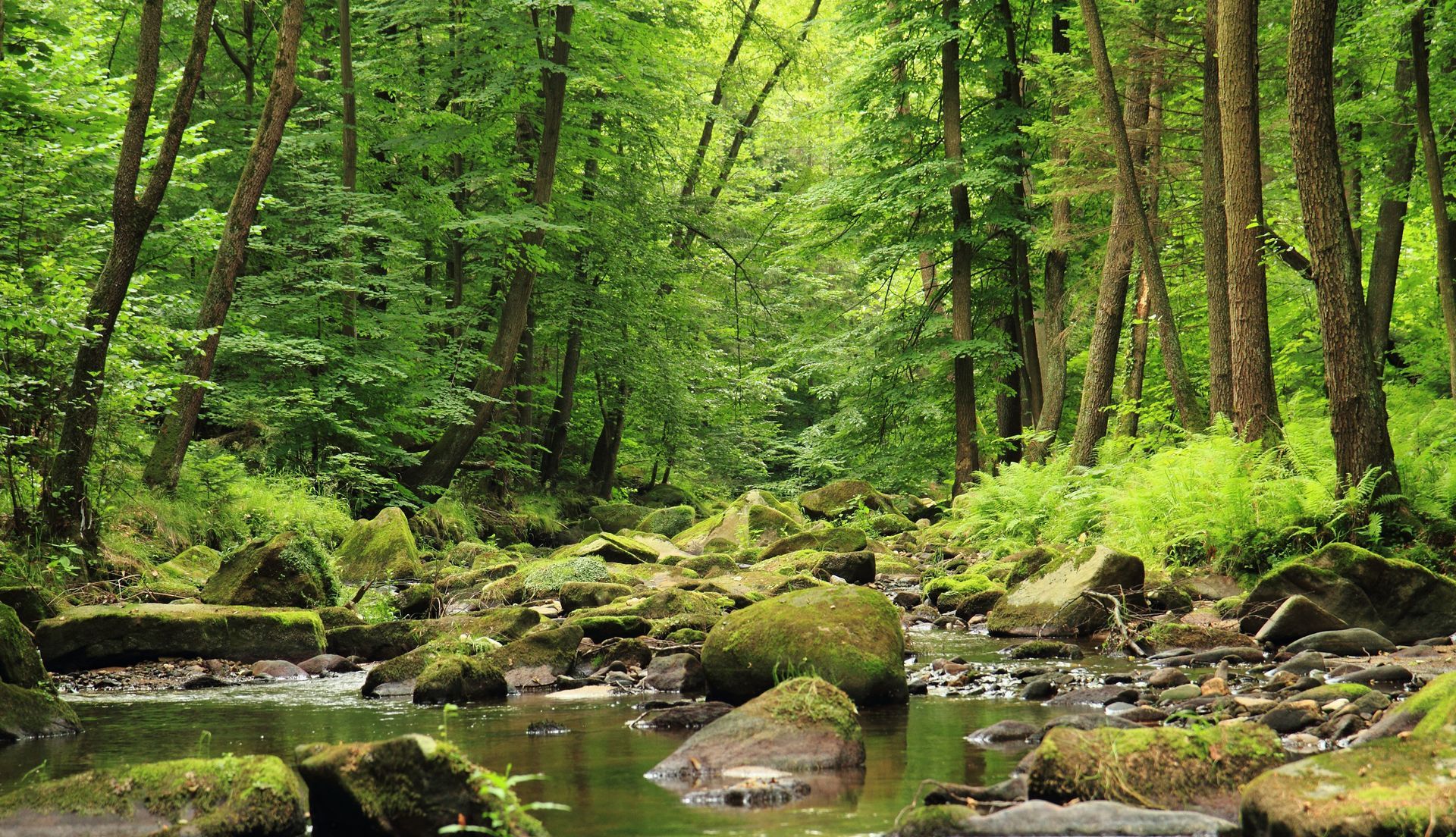 A lush, green forest scene with a stream flowing through it. Moss-covered rocks line the water.