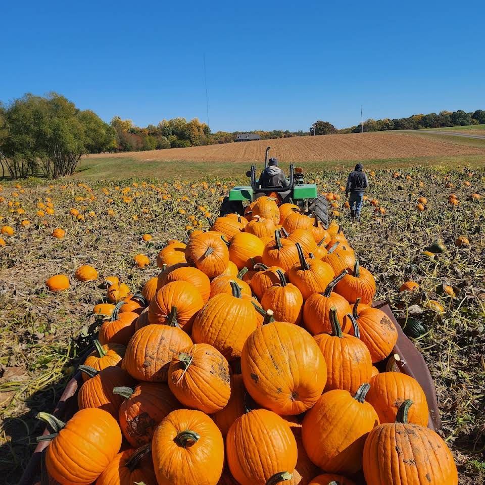A tractor is driving through a field of pumpkins