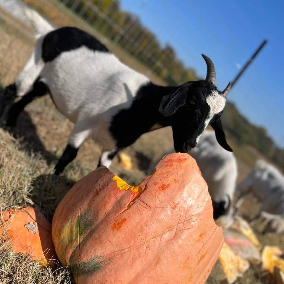 A black and white goat is eating a pumpkin in a field.