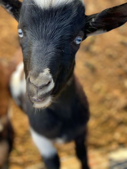 A black and white goat with blue eyes is looking at the camera.