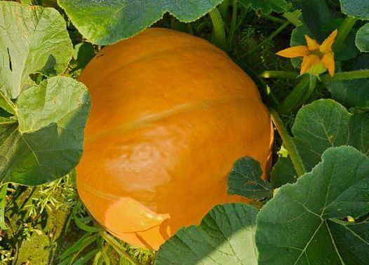 A large pumpkin is growing on a vine in a garden.