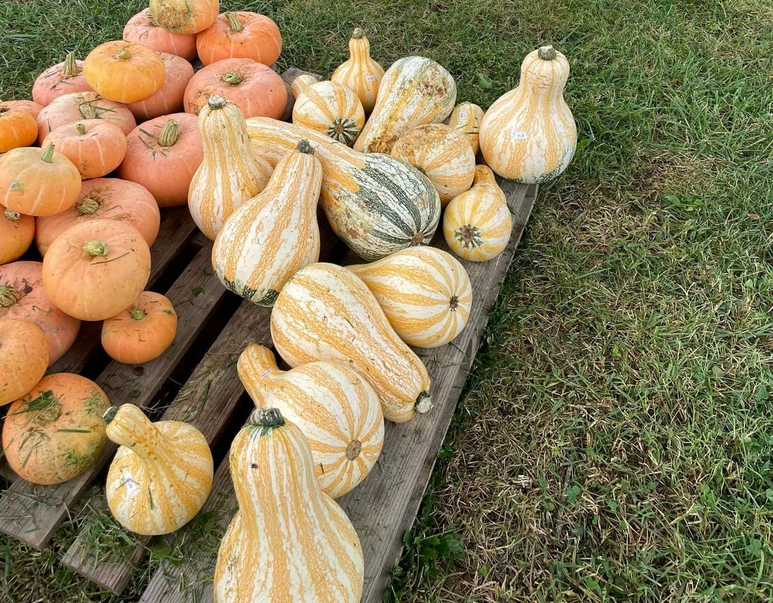 A wooden crate filled with different types of pumpkins and squash.