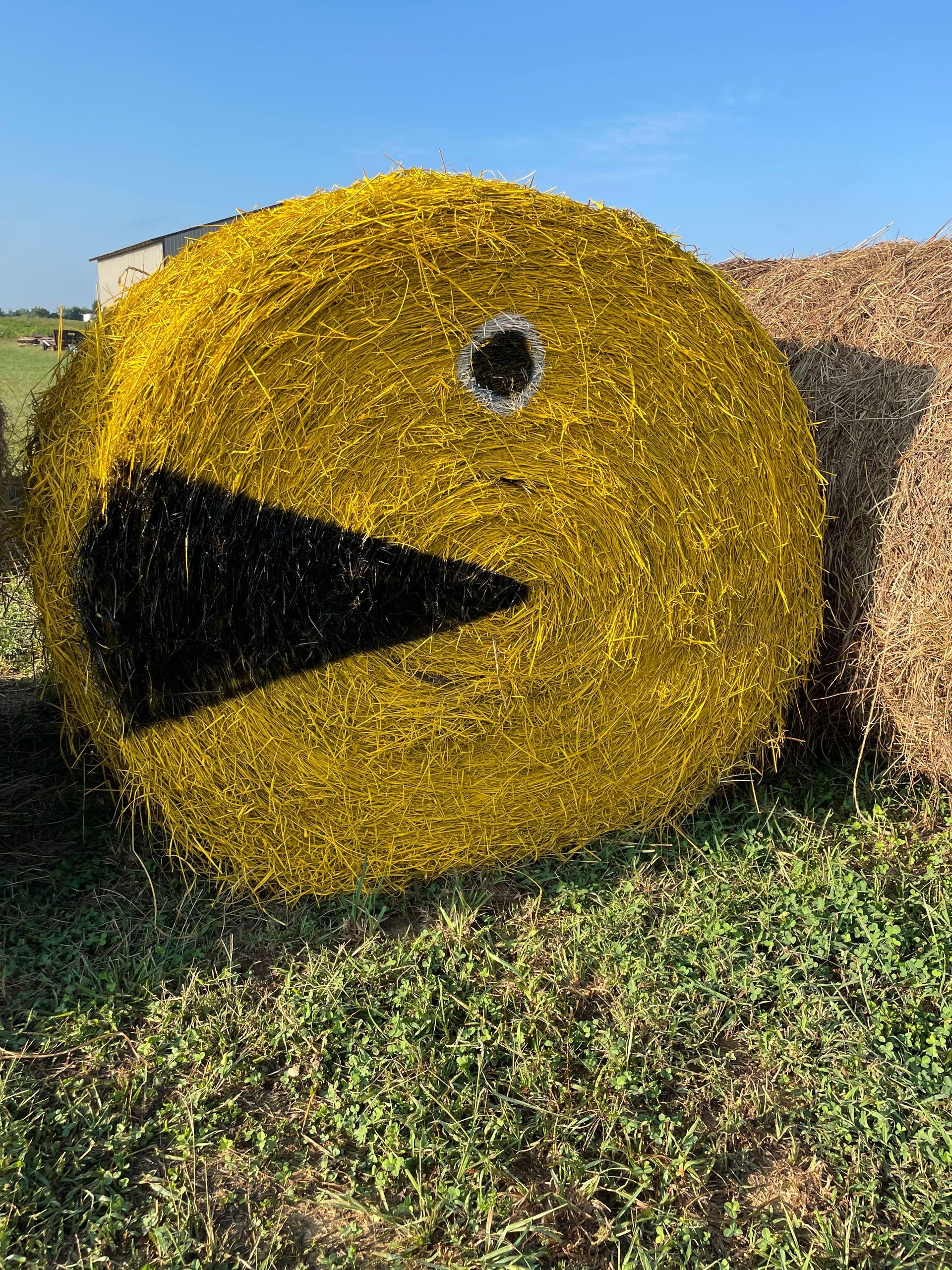 Gallery | White House Pumpkin Patch