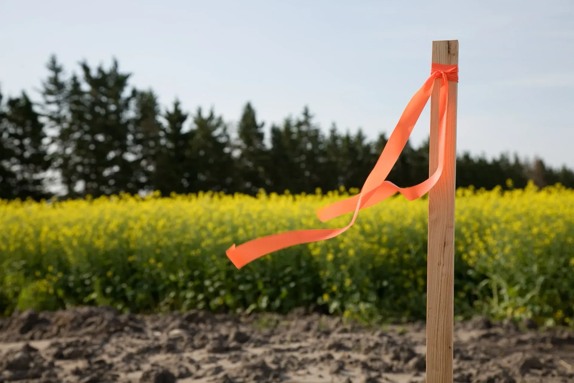 Orange ribbon tied to a wooden stake in a field of yellow flowers.