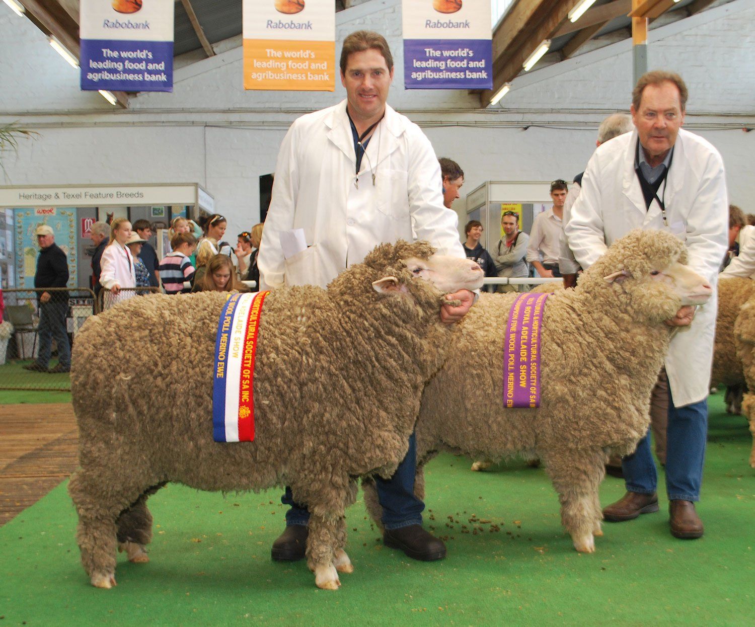 Champion Fine Wool Ewe
