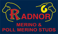 Radnor Merino