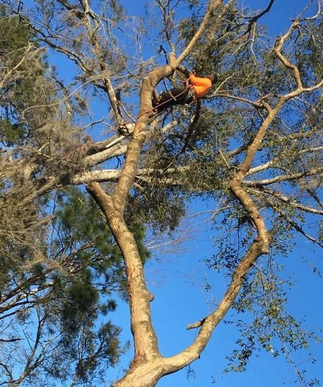A man is climbing up a tree with a chainsaw.