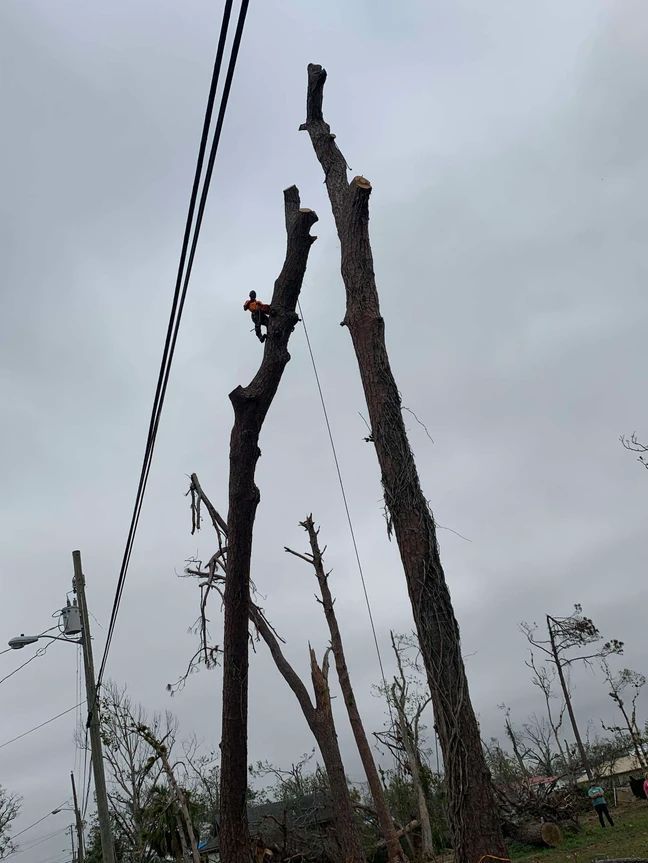 A person is climbing a tree next to power lines.