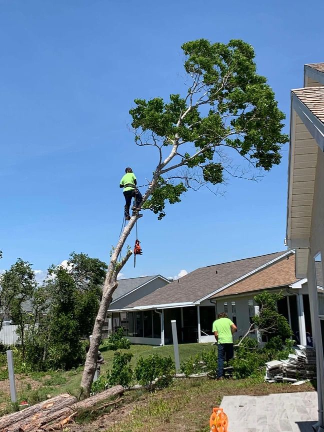 A man is climbing a tree in front of a house.
