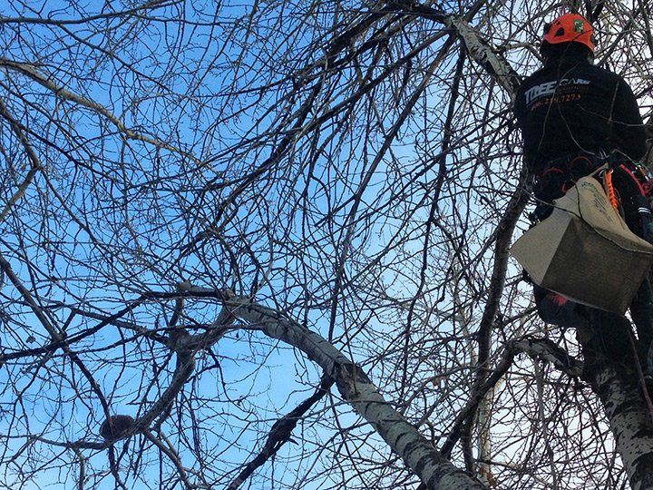 A man is climbing a tree with a helmet on.