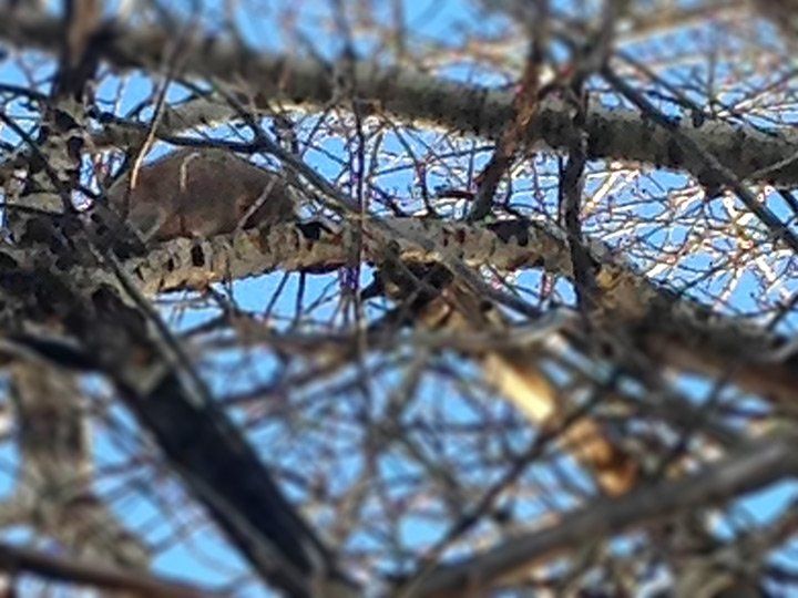 A squirrel is sitting on a tree branch without leaves.