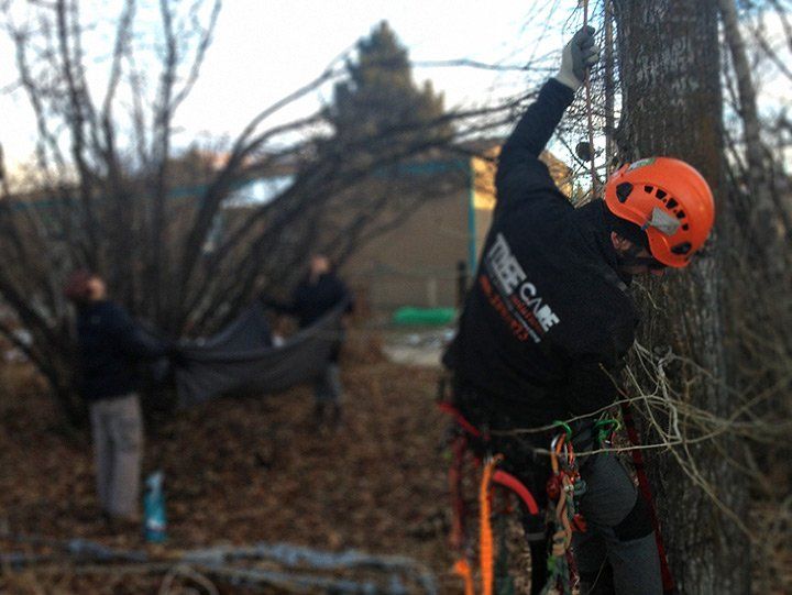 A man wearing an orange helmet is climbing a tree