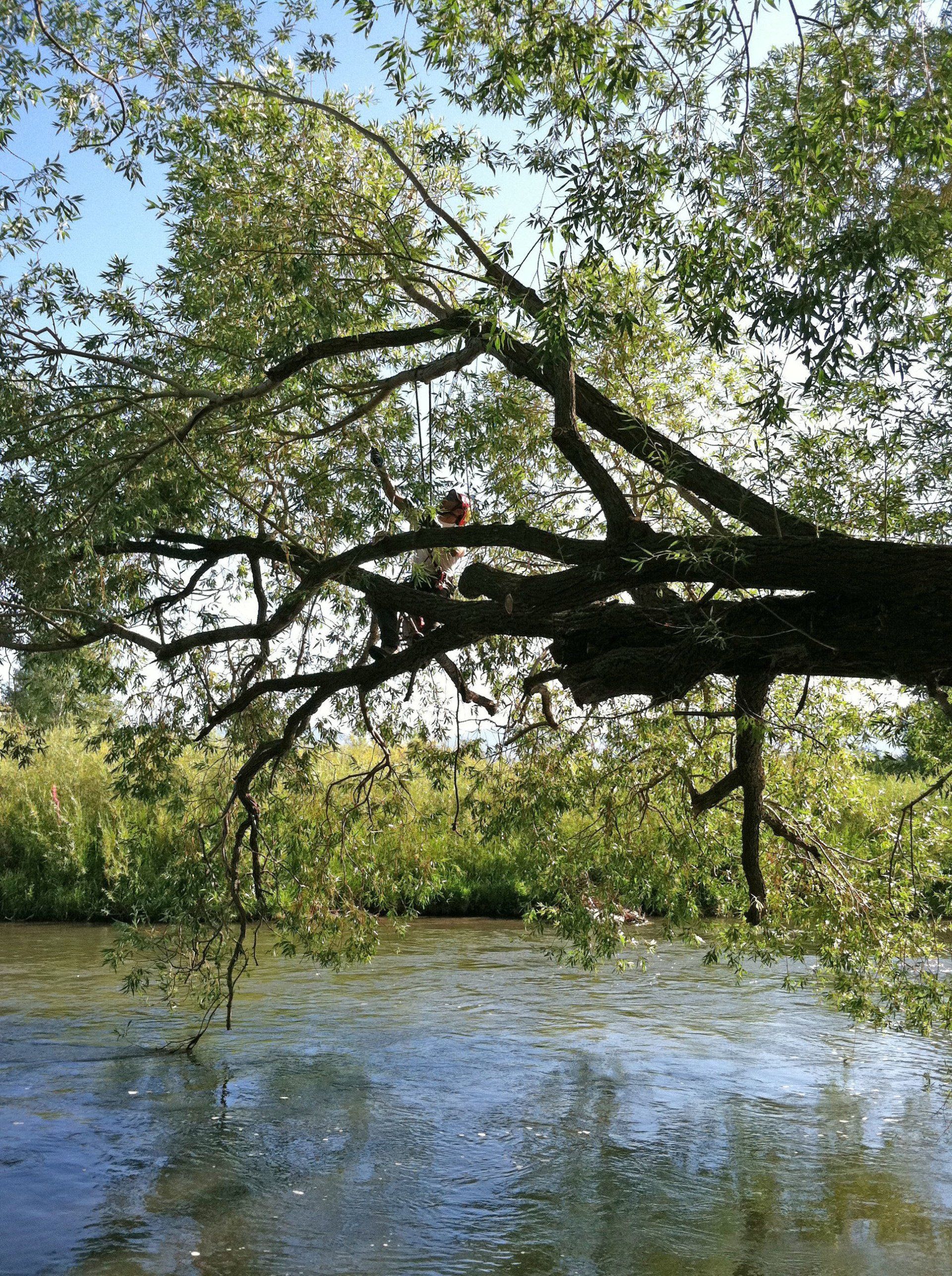 A tree branch is hanging over a body of water.