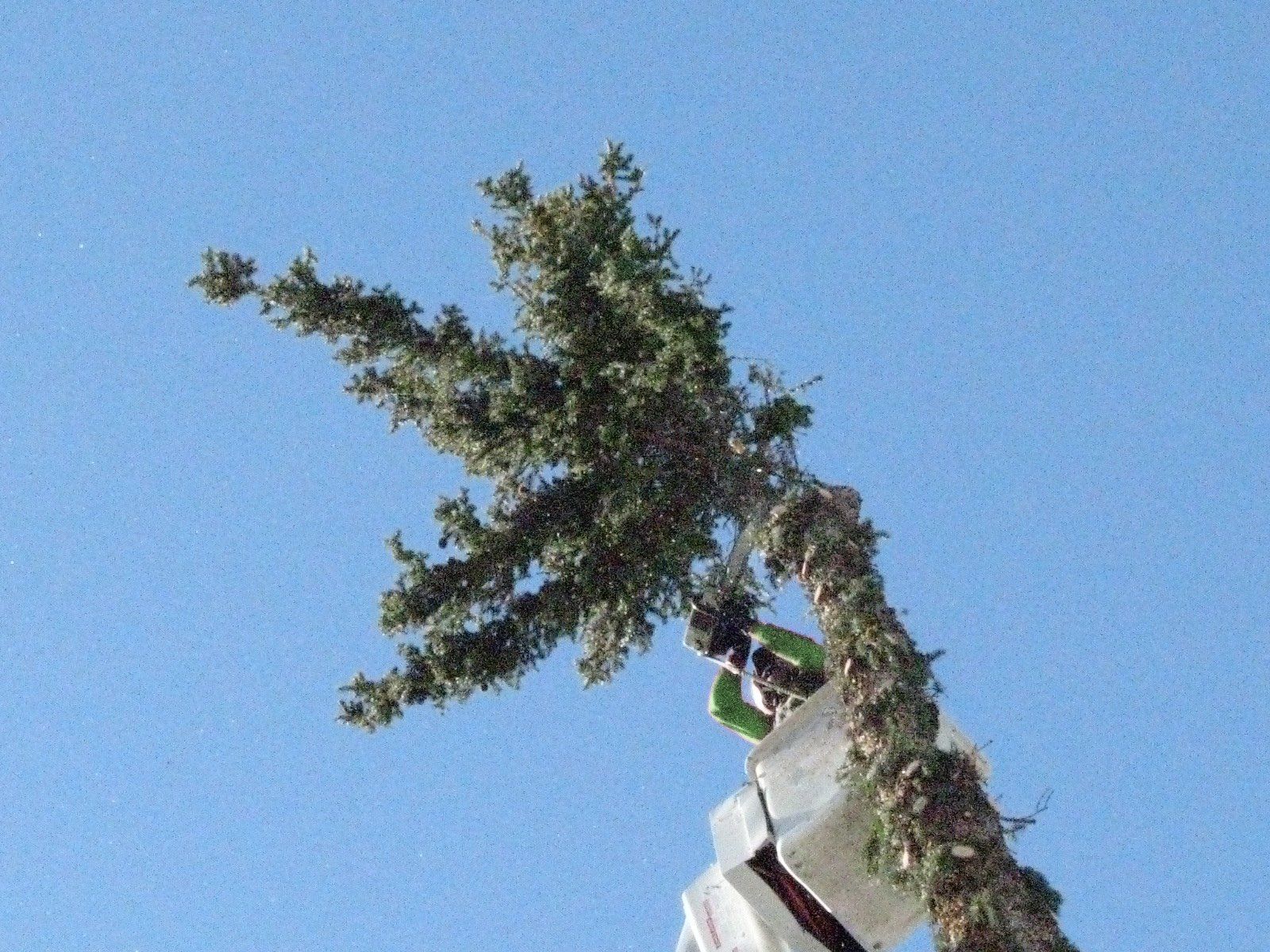 A man in a bucket is cutting down a tree