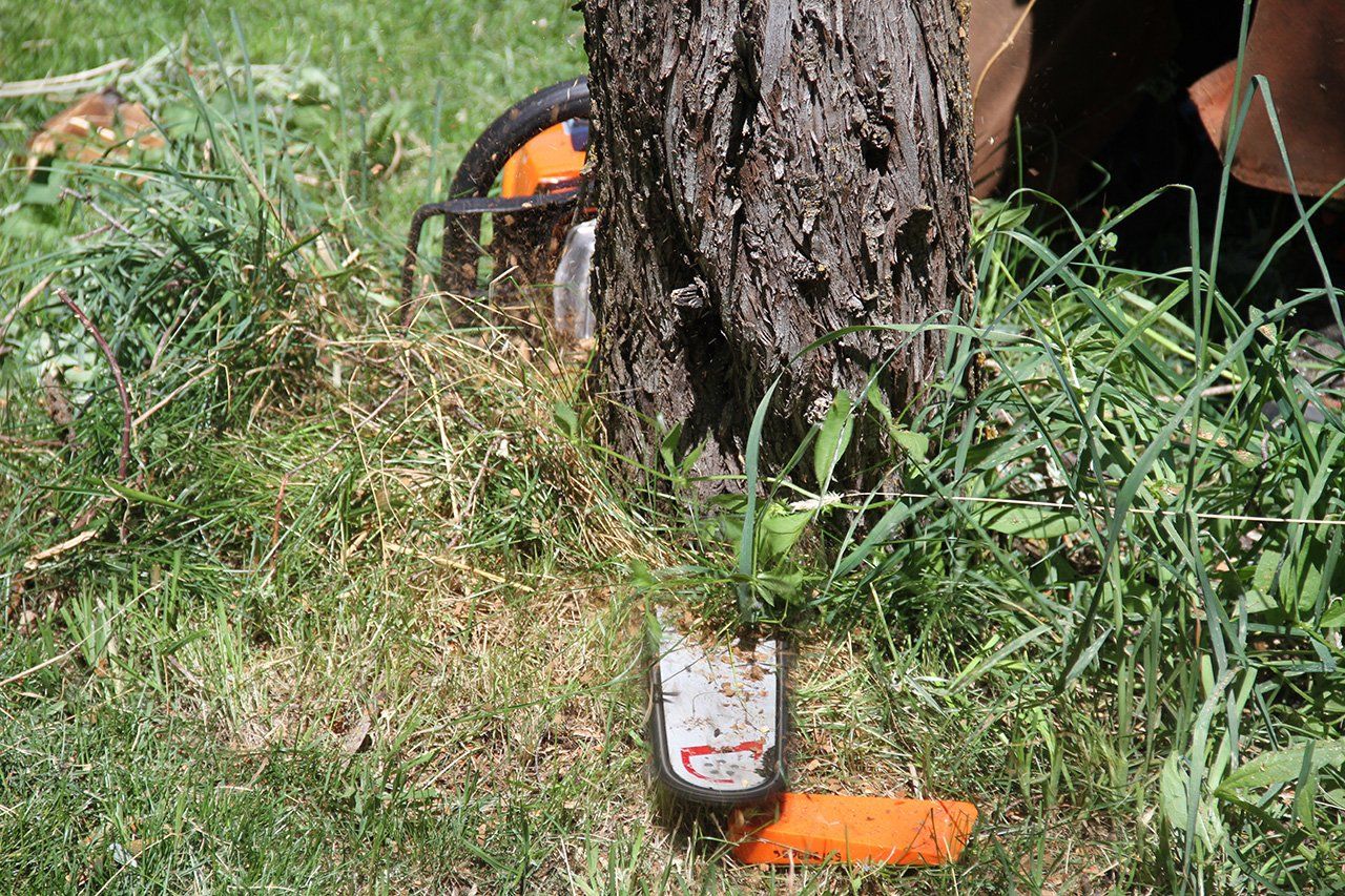 A person is cutting a tree with a chainsaw.