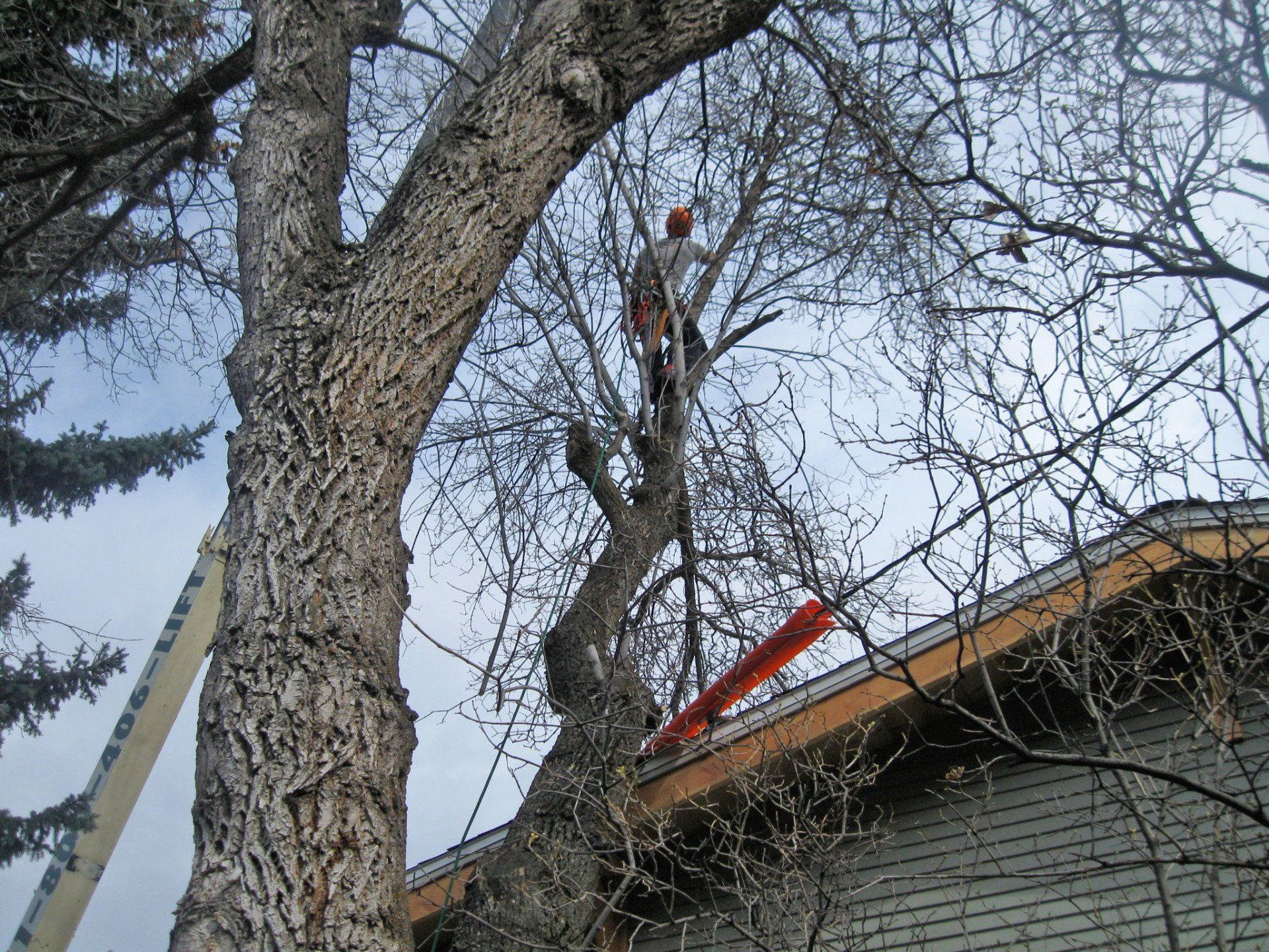 A person is cutting a tree on the roof of a house