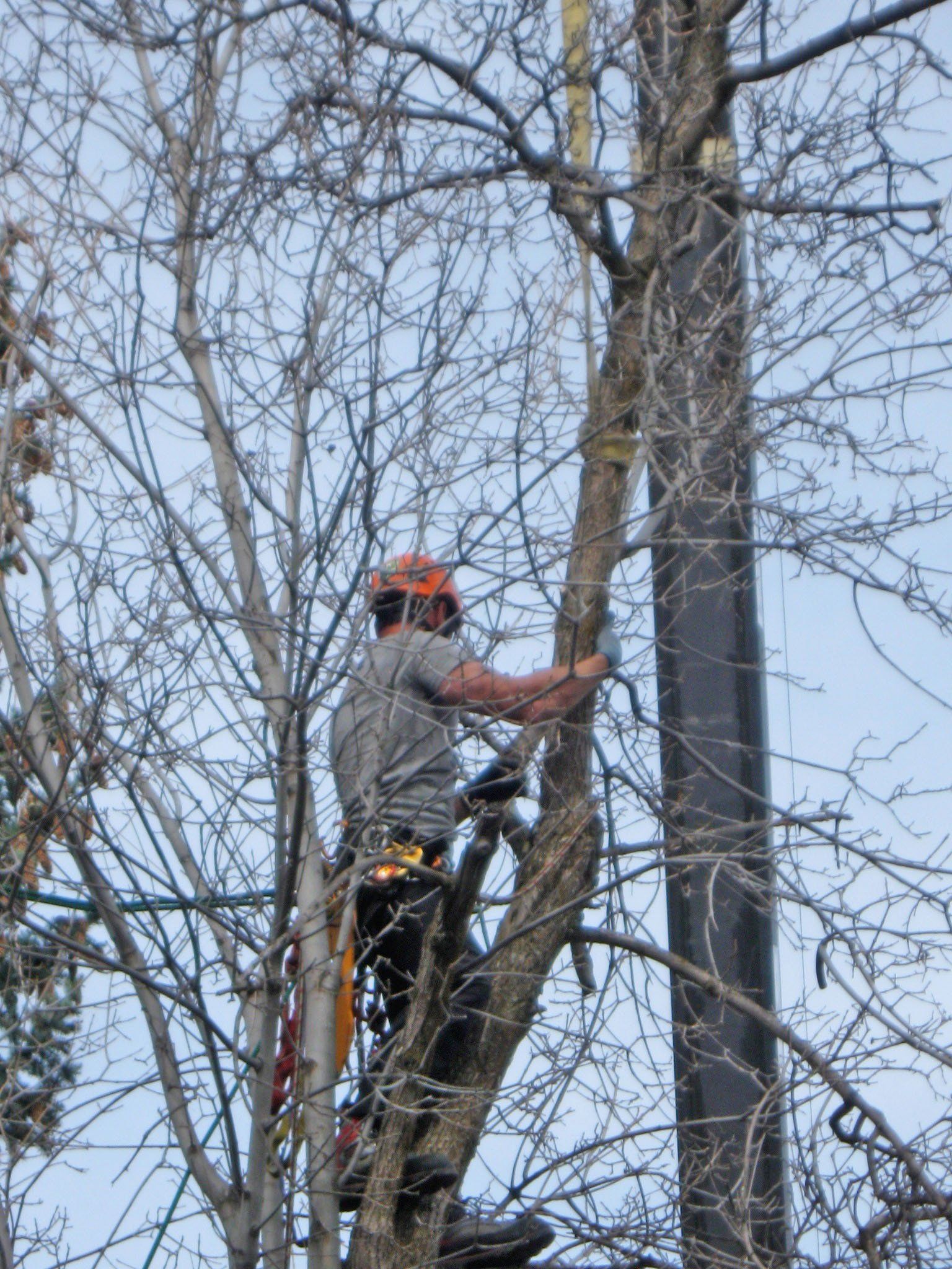 A man is climbing a tree without leaves.