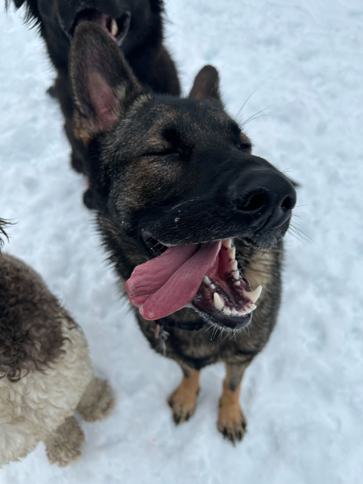 German Shepherd panting in the snow, eyes closed, with a black dog and a poodle in the background.