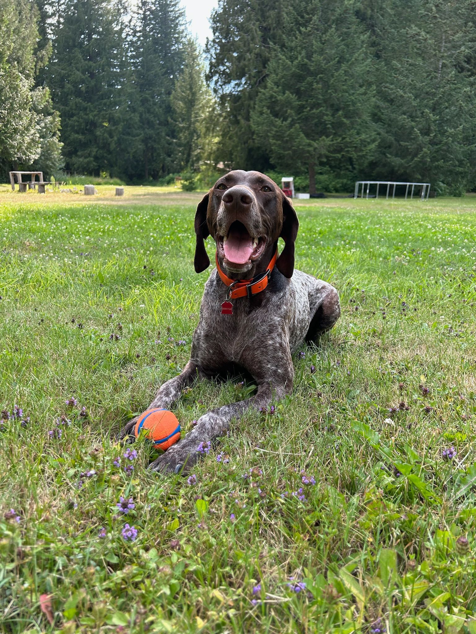 Dog lying in grass, holding orange ball, happy expression, brown and white spotted fur, orange collar.