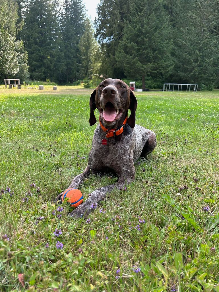 Dog lying in grass, holding orange ball, happy expression, brown and white spotted fur, orange collar.