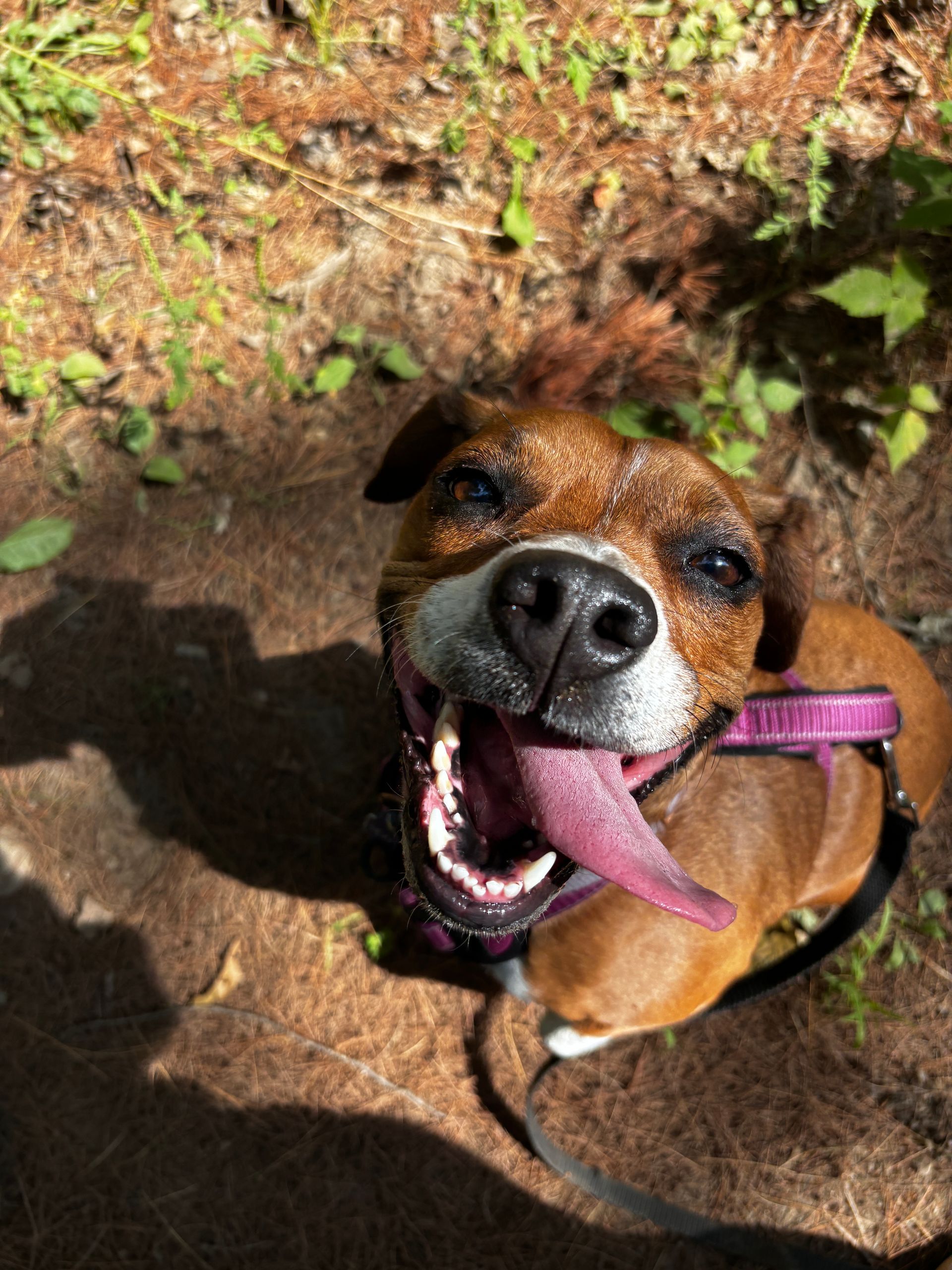 Brown dog with open mouth, long pink tongue, wearing a purple harness, outdoors, looking up.