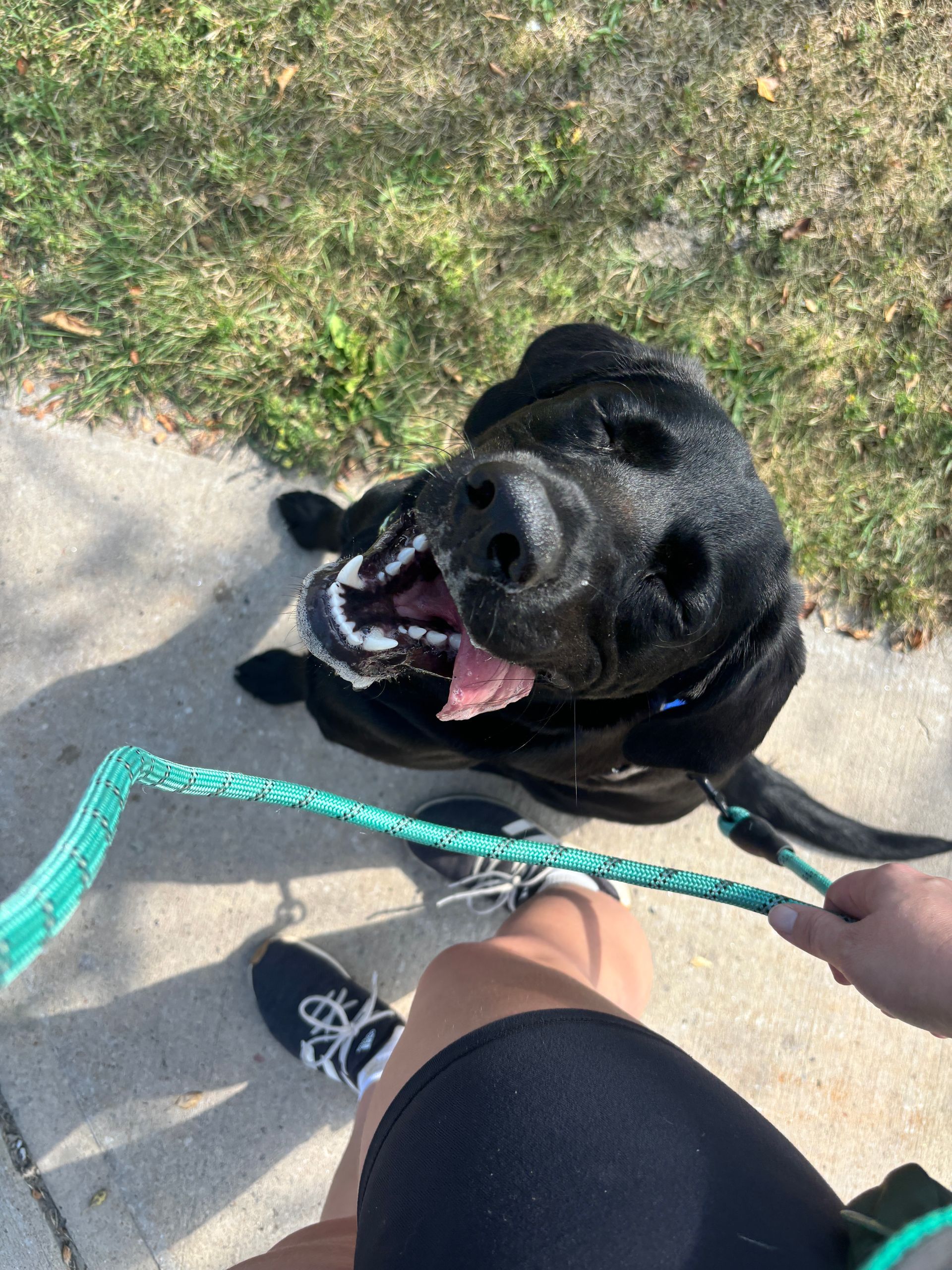 Black Labrador sitting with open mouth, panting on sidewalk, held by a person on a sunny day.