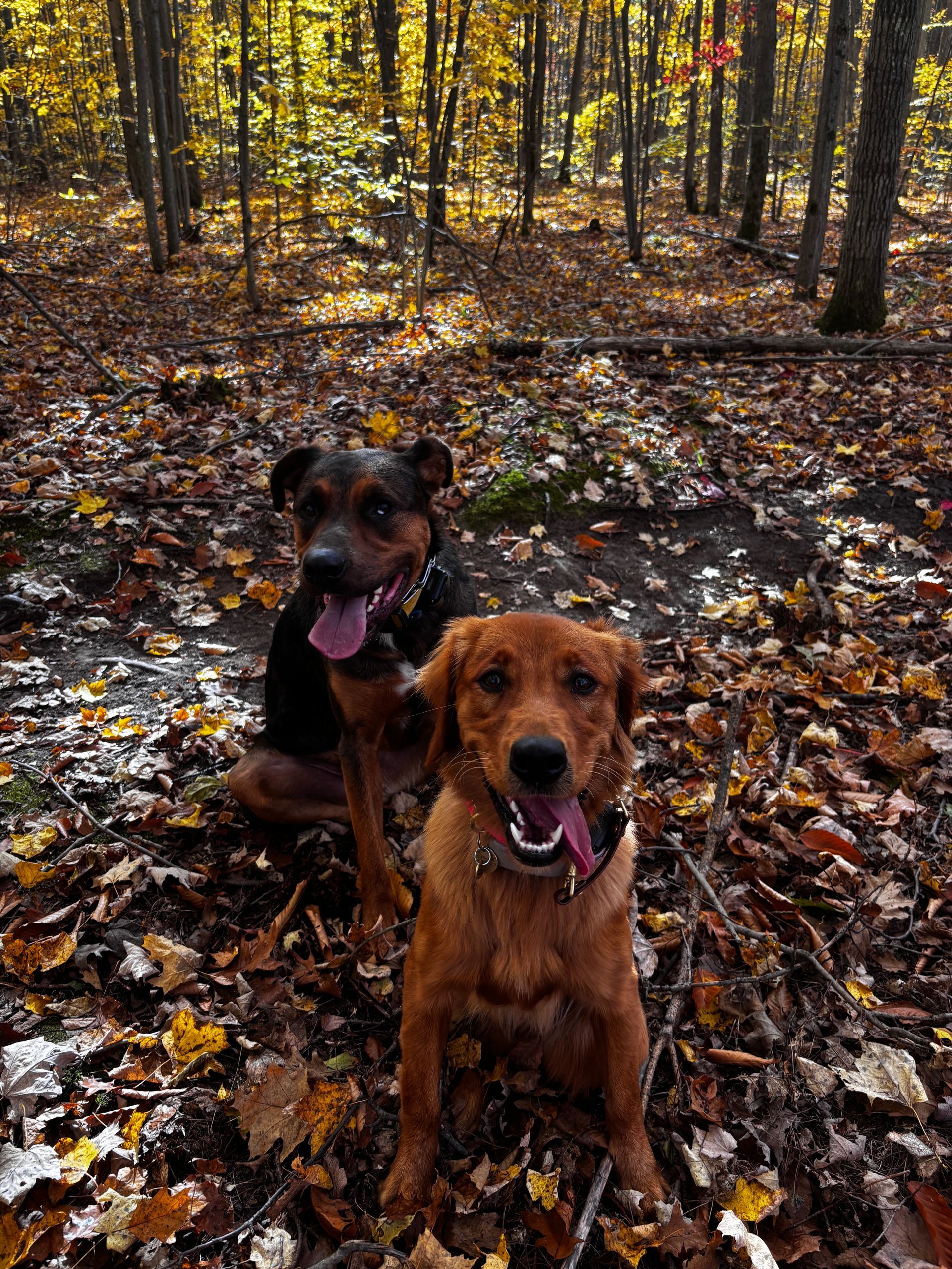 Two dogs sit in a forest of fallen leaves. One is black, the other is golden, both panting.