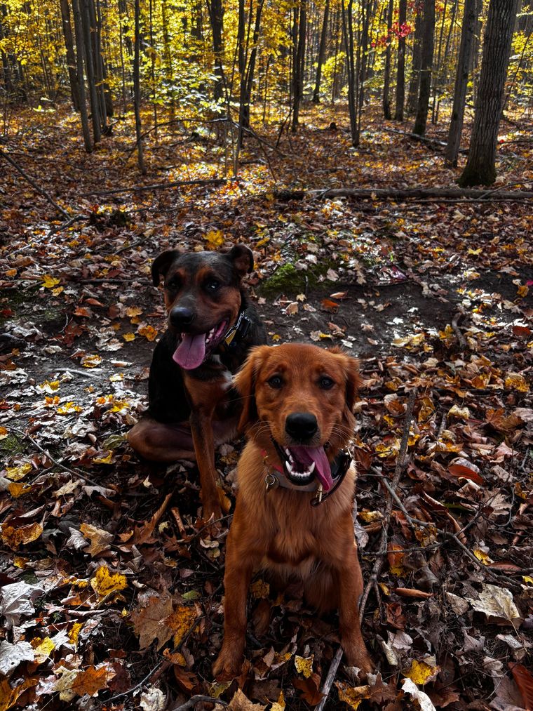 Two dogs sit in a forest of fallen leaves. One is black, the other is golden, both panting.