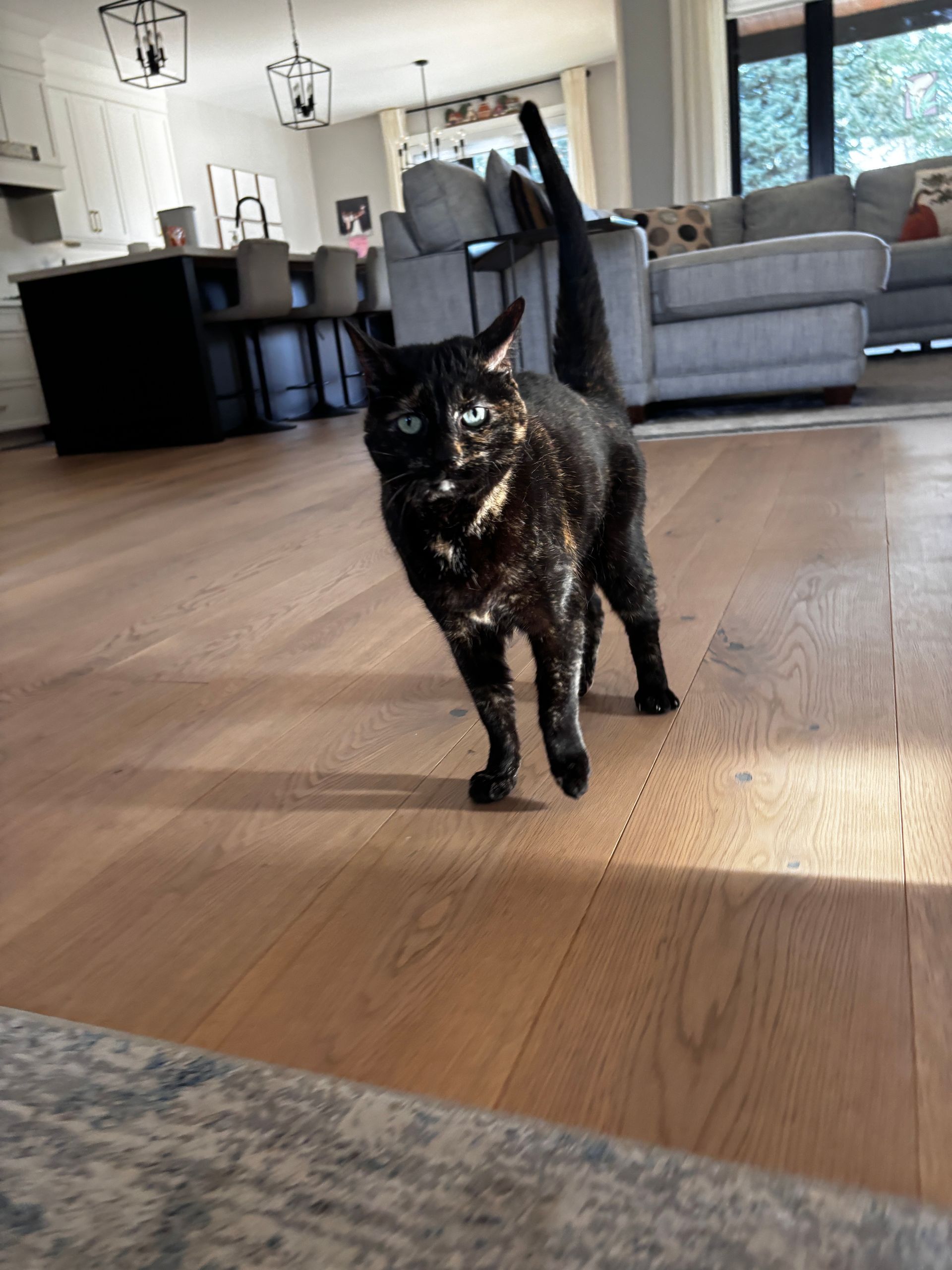 Tortoiseshell cat walking on wood floor in a sunlit room.