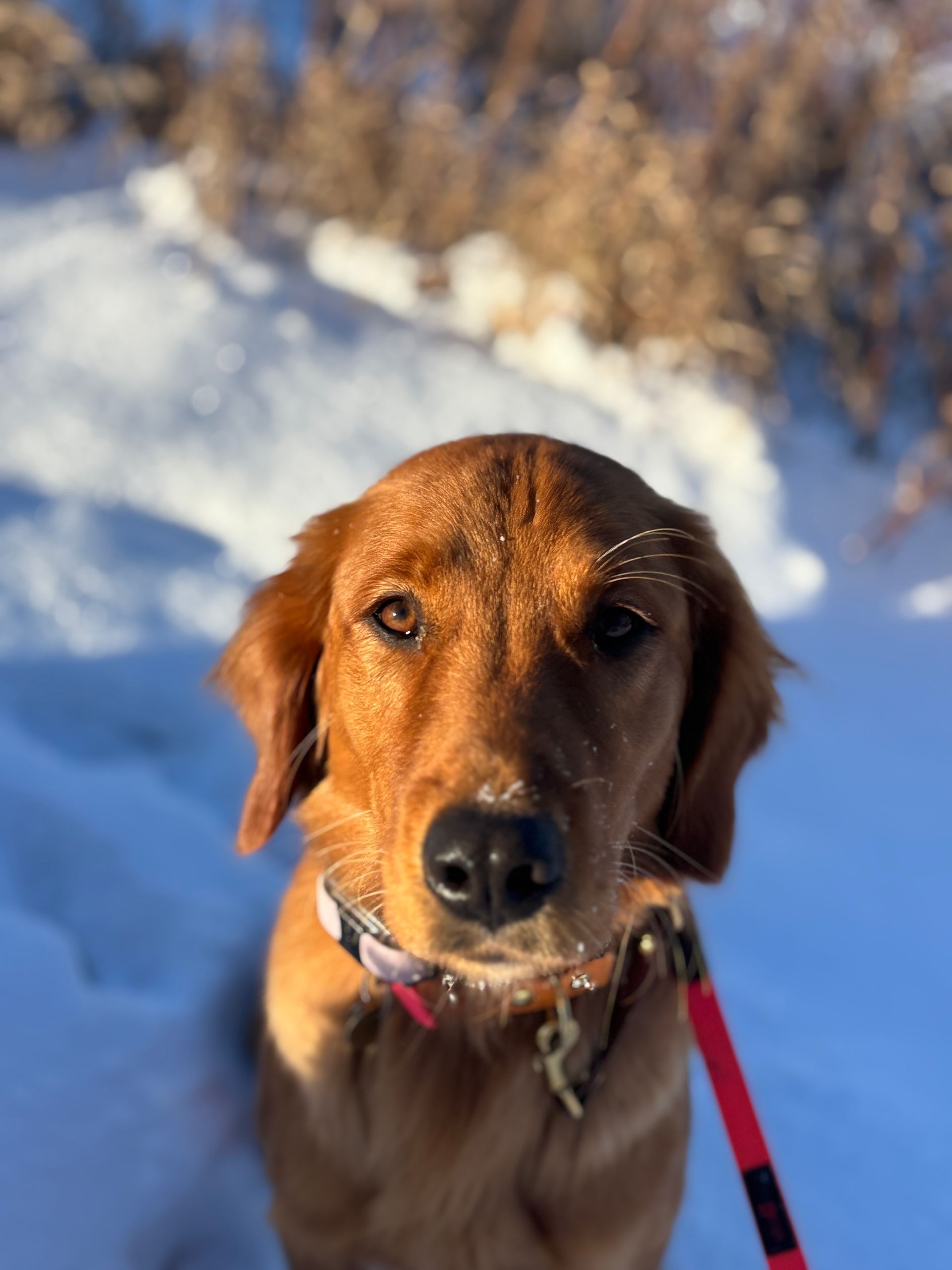 Golden retriever dog in the snow, looking directly at the camera with a leash on.