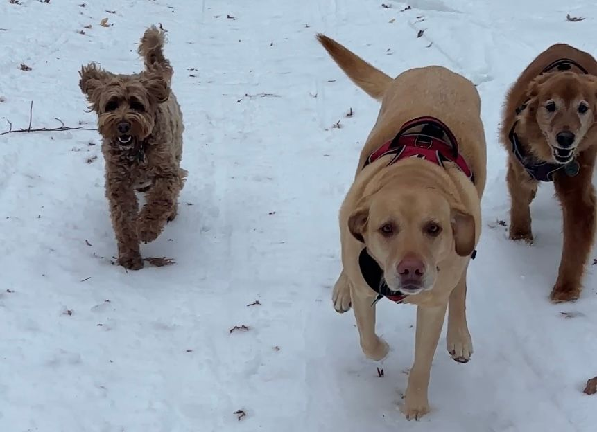 Dogs running joyfully in a snowy, wooded area.