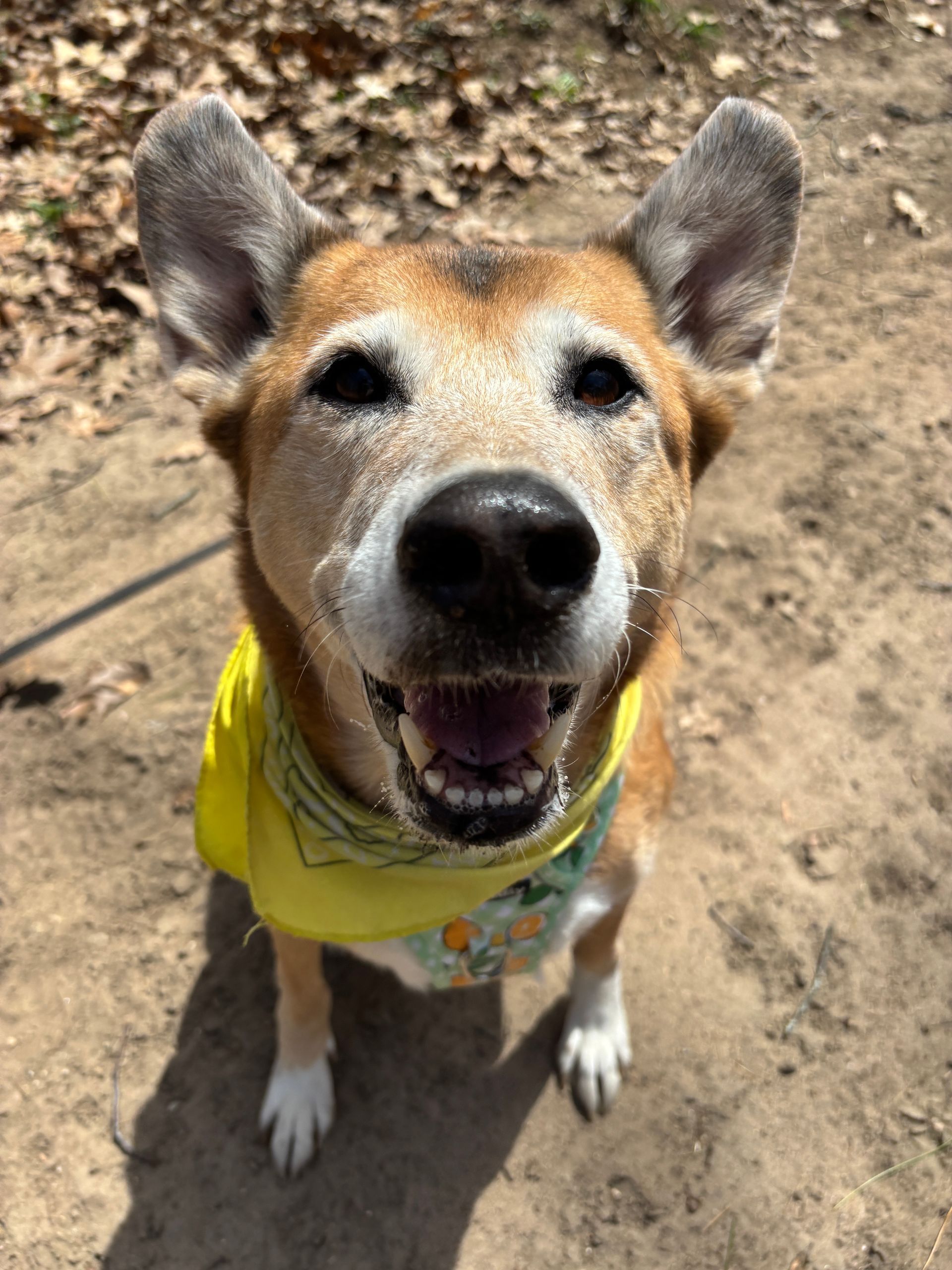 Smiling Shiba Inu wearing a yellow bandana, outdoors on a dirt path.