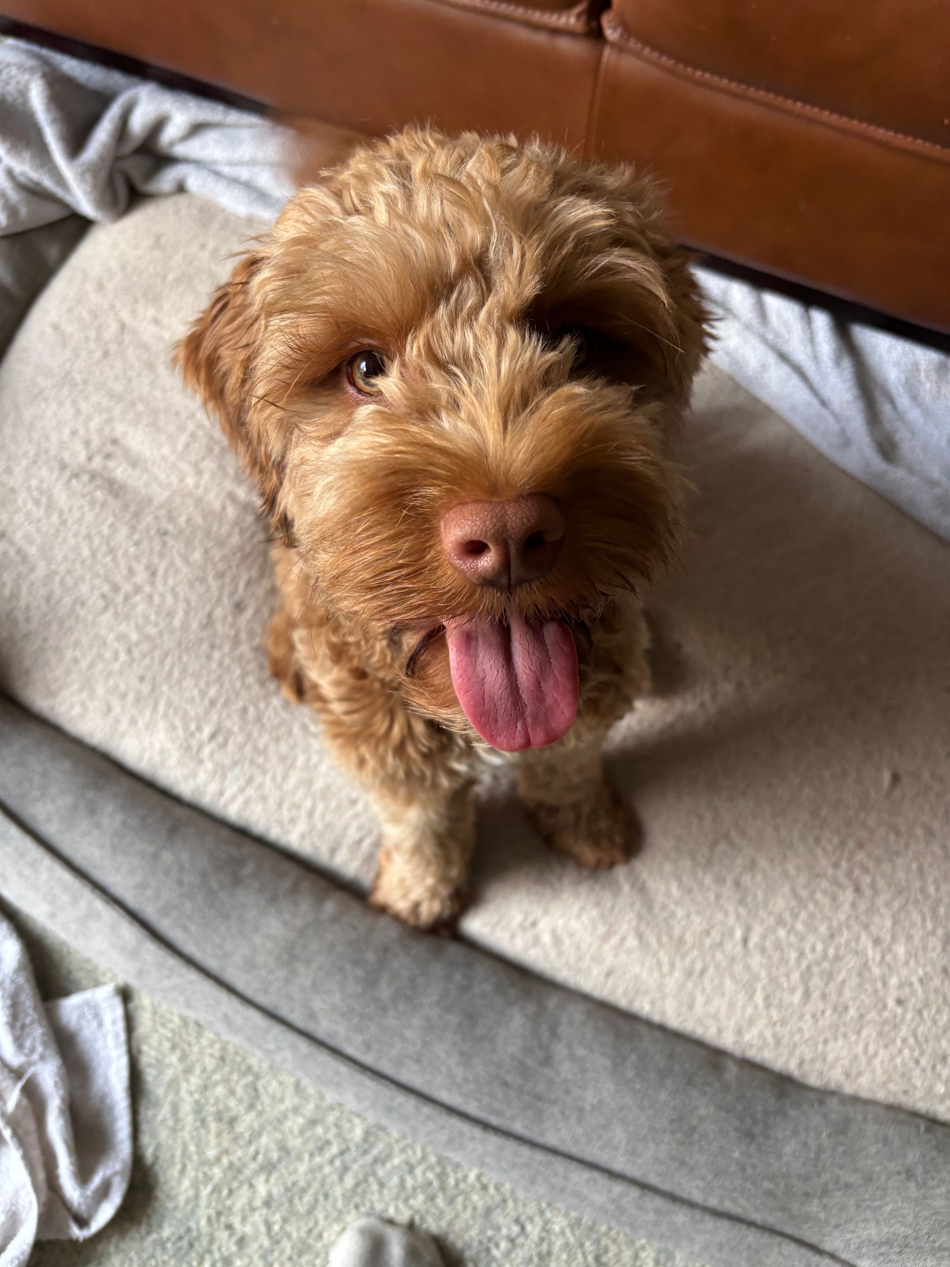 Brown, curly-haired dog with tongue out, sitting in a dog bed, looking up.