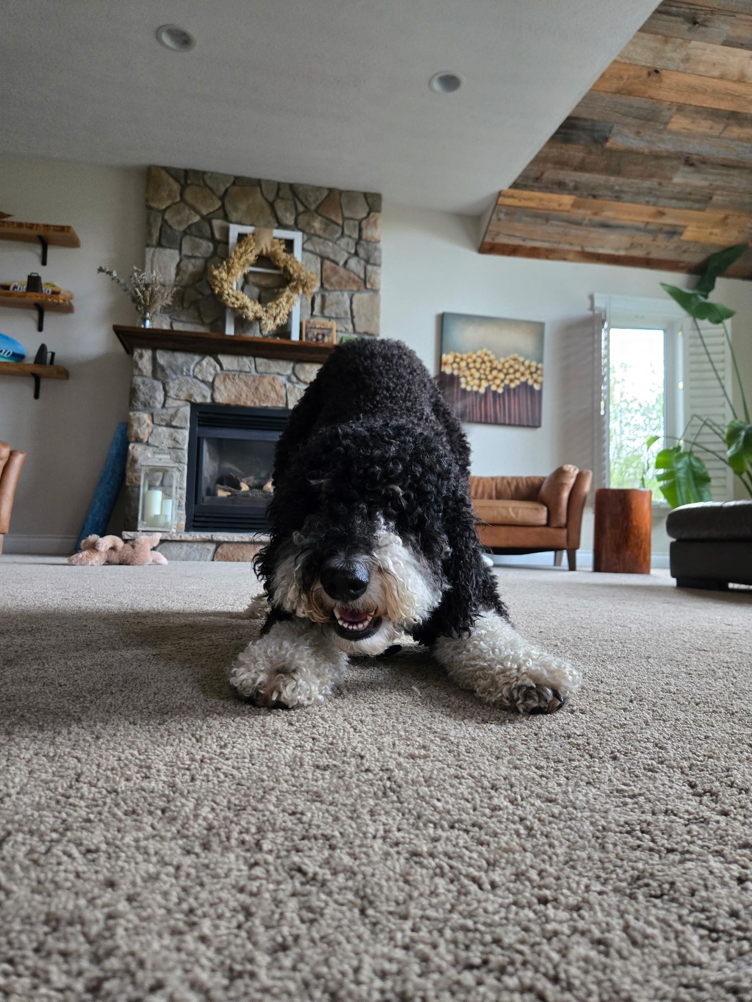 Black and white dog on carpet, looking at the camera, with a fireplace and living room setting in the background.