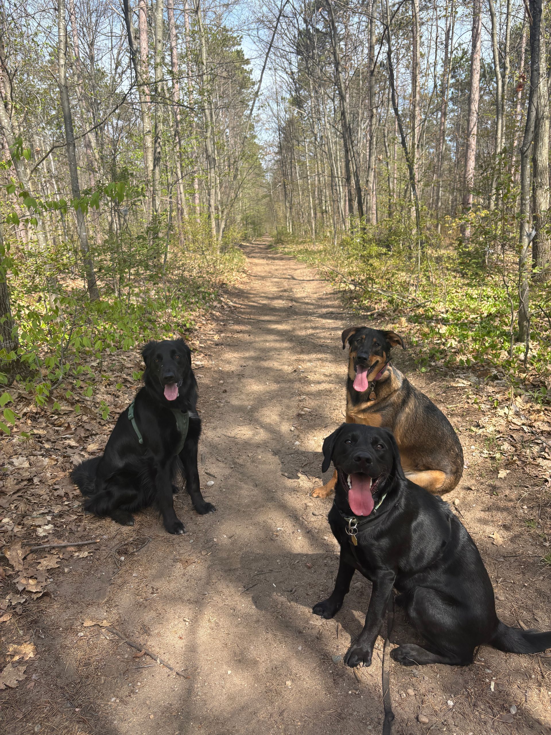 Three dogs sit on a dirt path in a wooded area, two black and one brown with tongues out.