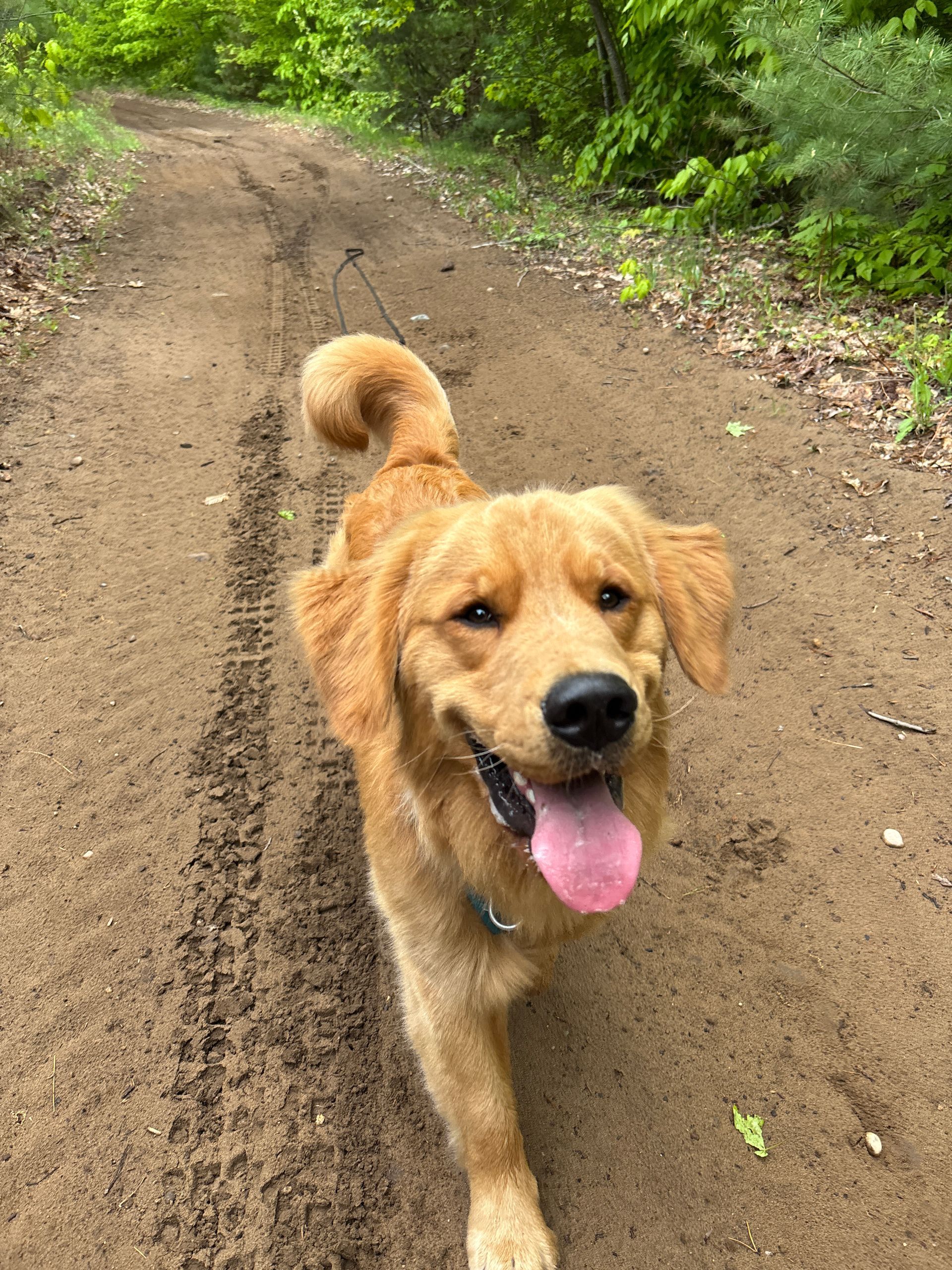 Golden retriever dog walks toward the camera on a dirt path in a forest, tongue out.