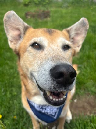 Smiling dog with tan and brown fur wearing a blue bandana, in a grassy setting.