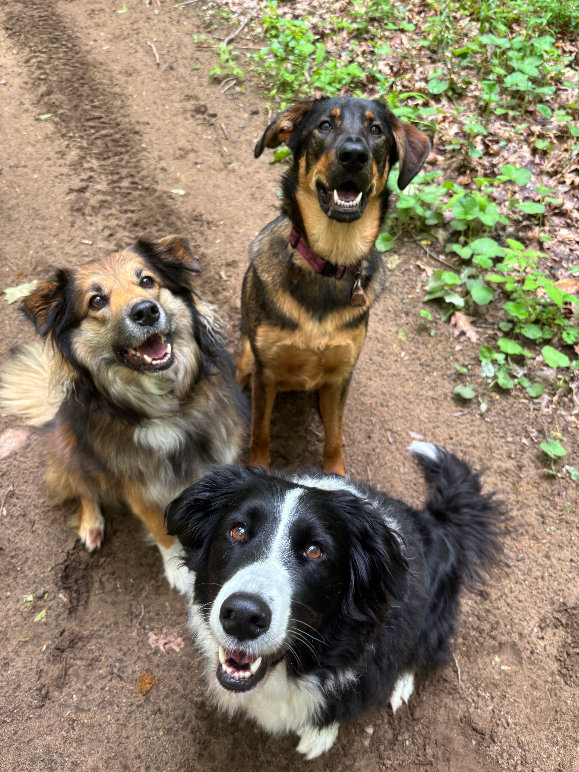 Three dogs with happy expressions, looking up. One black and white, one brown and black, one tan and brown on a dirt path.