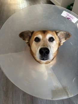 Dog wearing a cone of shame, looking directly at the camera with a sad expression.