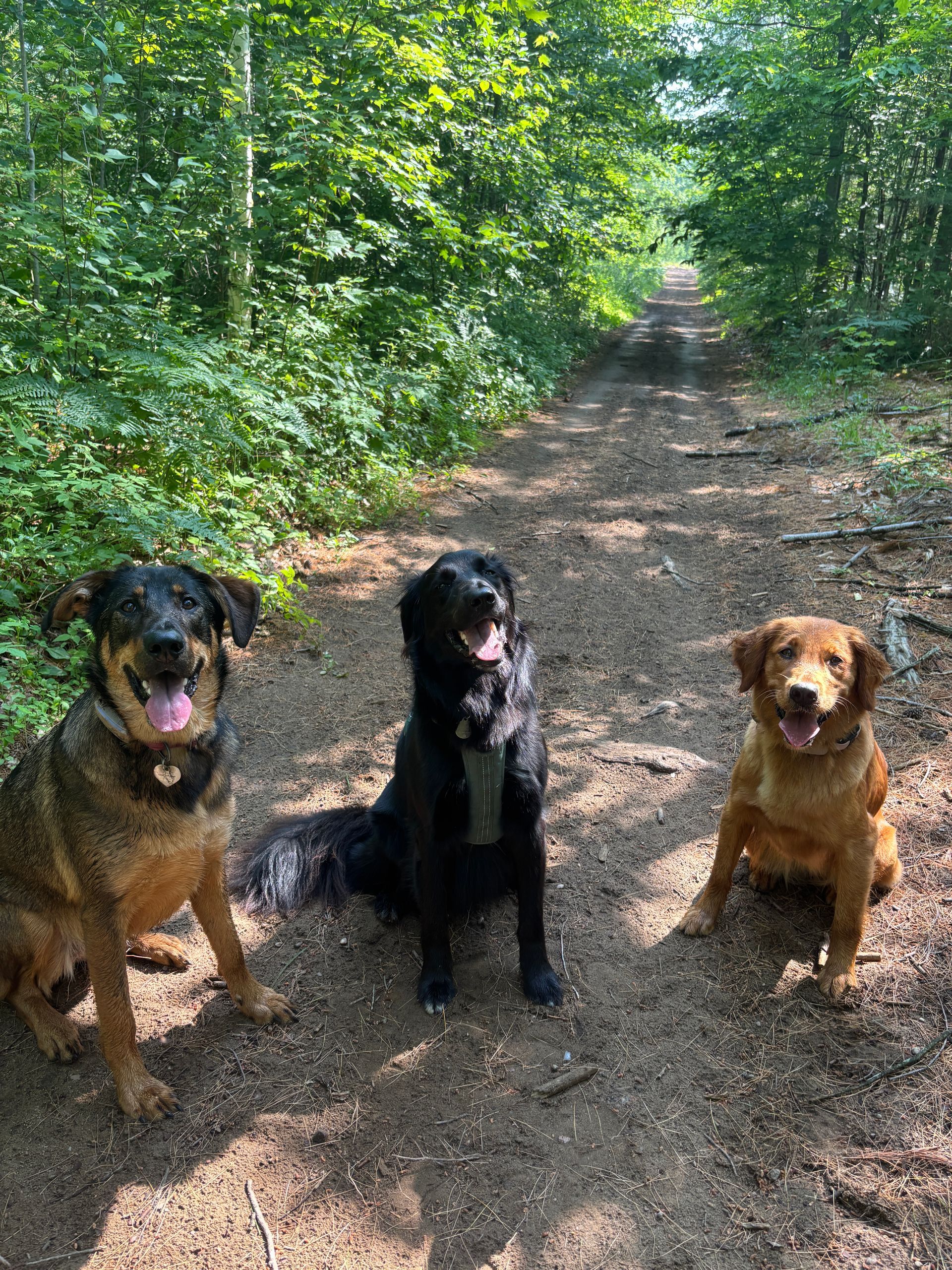 Three dogs sit on a dirt path in a forest. One is brown and black, one is black, and one is golden brown.